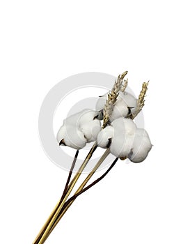 Cotton and Wheat Stalks Arranged as a Bundle on a White Surface