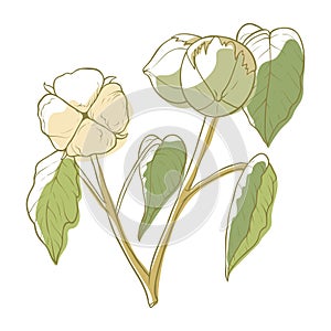 Cotton white soft flower, fluffy blossom decoration