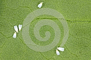 Cotton whitefly Bemisia tabaci adults, eggs and larvae on a cotton leaf underside