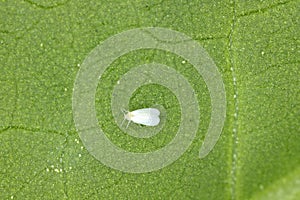 Cotton whitefly Bemisia tabaci adults, eggs and larvae on a cotton leaf underside