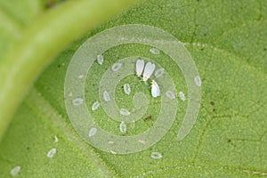 Cotton whitefly Bemisia tabaci adults and pupae on a cotton leaf underside