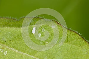 Cotton whitefly Bemisia tabaci adults and pupae on a cotton leaf underside