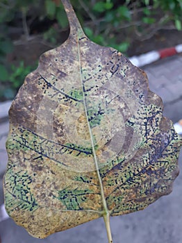 Cotton wood crippled leaf