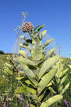 The cotton wool plant is green against a blue sky and green leaves