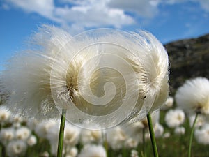 Cottongrass
