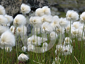 Cottongrass