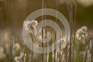 Cottongrass Eriophorum angustifolium