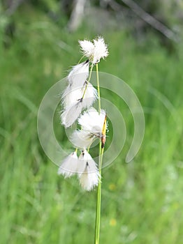 cottongrass eriophorum angustifolium white fluffy seed