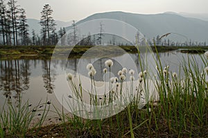 Cottongrass Eriophorum vaginatum in bloom in the area of Jack London Lake on a cloudy morning