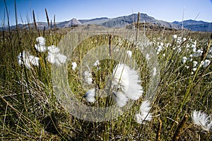 Cottongrass photo