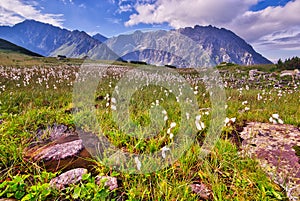 V Kobylej doline vo Vysokých Tatrách počas leta kvitne bavlník