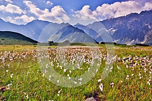 Cottongrass flowers in Kobylia dolina valley in High Tatras during summer