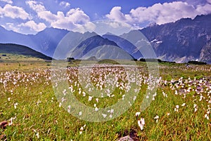 Cottongrass flowers in Kobylia dolina valley in High Tatras during summer