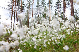 Cottongrass in forest