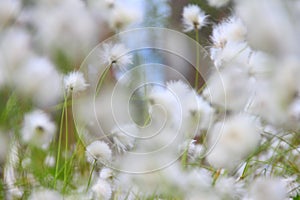 Cottongrass in forest