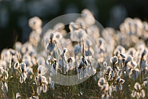Cottongrass photo