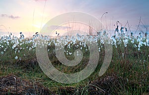 Cottongrass on marsh at sunrise