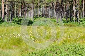 Cottongrass meadow and pine forest photo