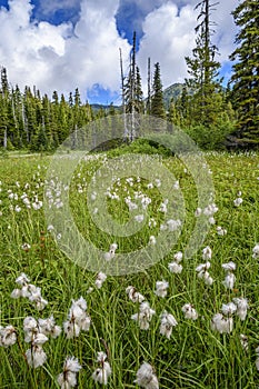 Cottongrass Meadow, Strathcona Provincial Park photo