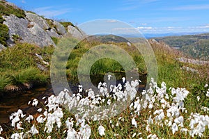 Cottongrass in Norway photo