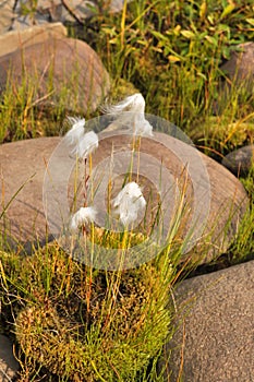 Cottongrass is a plant of Taimyr.