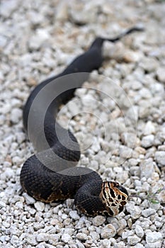 Cottonmouth