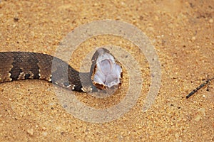 Cottonmouth