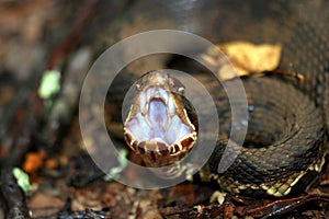 Cottonmouth