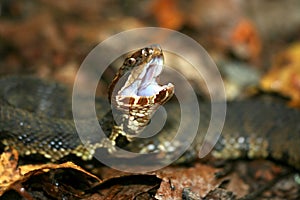 Cottonmouth