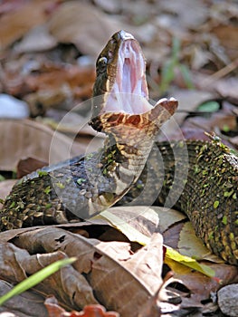 Cottonmouth