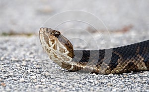 Cottonmouth close up face.