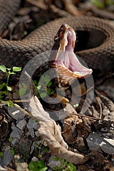 Cottonmouth defense Display