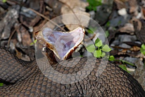 Cottonmouth Display