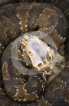 Cottonmouth Display