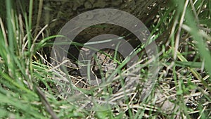 Cottonmouth Nestled at Base of Tree