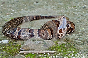 Cottonmouth Snake (Agkistrodon piscivorus) photo