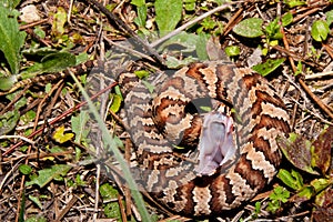 Cottonmouth Snake (Agkistrodon piscivorus) photo