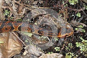 Cottonmouth Snake (Agkistrodon piscivorus)