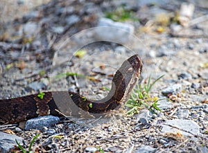 A cottonmouth snake, also known as a water moccasin, rears its head.