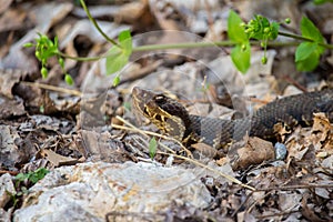 A cottonmouth snake, also known as a water moccasin, slithers over dry leaves and rocks.