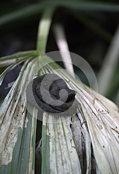 Cottonmouth Snake Resting on a Frond