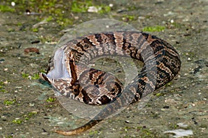 Juvenile Cottonmouth Snake Agkistrodon piscivorus