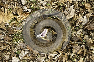 Cottonmouth threat display warning