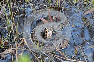 Cottonmouth water moccasin