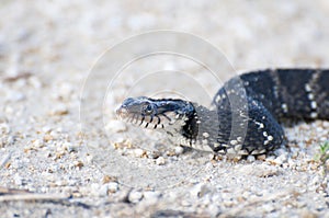 Cottonmouth / Water Moccasin Closeup