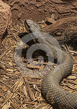 Cottonmouth water moccasin at Rattlers & Reptiles, a small museum in Fort Davis, Texas, owned by Buzz Ross.