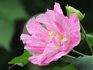 Cottonrose Hibiscus photo