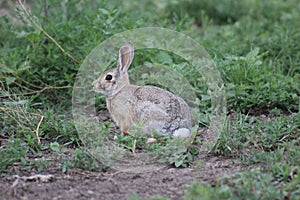 Cottontail bunny rabbit