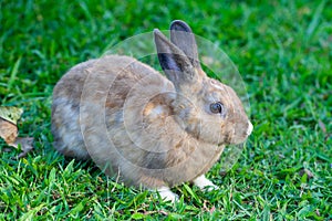 Cottontail bunny rabbit eating grass