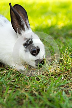 Cottontail bunny rabbit eating grass